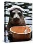 Male Baikal Seal Billy Performs a Dip in Hot Spring, Holding a Sake Bottle at an Aquarium in Hakone-null-Stretched Canvas