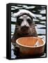 Male Baikal Seal Billy Performs a Dip in Hot Spring, Holding a Sake Bottle at an Aquarium in Hakone-null-Framed Stretched Canvas