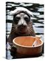 Male Baikal Seal Billy Performs a Dip in Hot Spring, Holding a Sake Bottle at an Aquarium in Hakone-null-Stretched Canvas