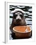 Male Baikal Seal Billy Performs a Dip in Hot Spring, Holding a Sake Bottle at an Aquarium in Hakone-null-Framed Photographic Print