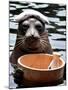 Male Baikal Seal Billy Performs a Dip in Hot Spring, Holding a Sake Bottle at an Aquarium in Hakone-null-Mounted Photographic Print