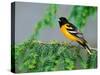 Male Baltimore Oriole-Adam Jones-Stretched Canvas