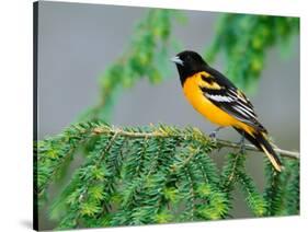 Male Baltimore Oriole-Adam Jones-Stretched Canvas