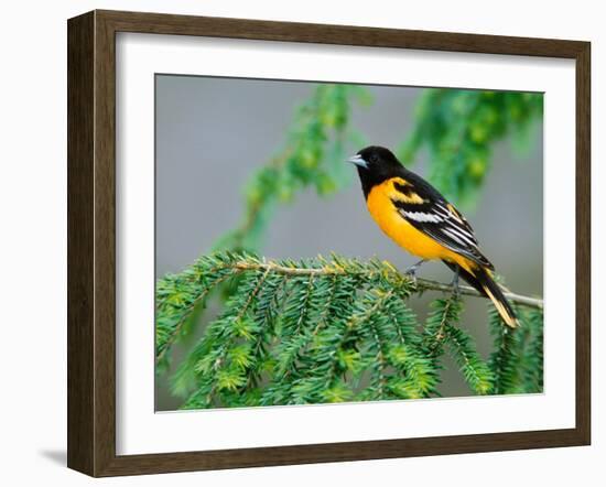 Male Baltimore Oriole-Adam Jones-Framed Premium Photographic Print