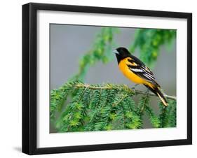 Male Baltimore Oriole-Adam Jones-Framed Premium Photographic Print