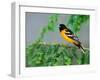 Male Baltimore Oriole-Adam Jones-Framed Premium Photographic Print