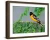 Male Baltimore Oriole-Adam Jones-Framed Photographic Print