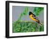 Male Baltimore Oriole-Adam Jones-Framed Photographic Print