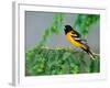 Male Baltimore Oriole-Adam Jones-Framed Photographic Print