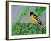 Male Baltimore Oriole-Adam Jones-Framed Photographic Print