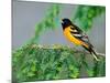 Male Baltimore Oriole-Adam Jones-Mounted Photographic Print