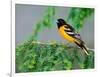 Male Baltimore Oriole-Adam Jones-Framed Photographic Print