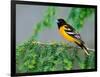 Male Baltimore Oriole-Adam Jones-Framed Photographic Print