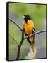 Male Baltimore Oriole-Adam Jones-Framed Stretched Canvas