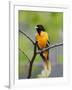 Male Baltimore Oriole-Adam Jones-Framed Photographic Print