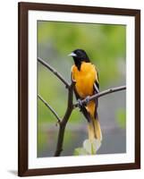 Male Baltimore Oriole-Adam Jones-Framed Photographic Print