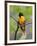 Male Baltimore Oriole-Adam Jones-Framed Photographic Print