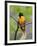 Male Baltimore Oriole-Adam Jones-Framed Photographic Print