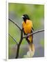 Male Baltimore Oriole-Adam Jones-Framed Photographic Print