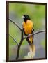 Male Baltimore Oriole-Adam Jones-Framed Photographic Print