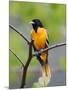 Male Baltimore Oriole-Adam Jones-Mounted Photographic Print