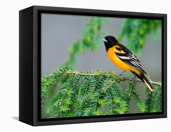 Male Baltimore Oriole-Adam Jones-Framed Stretched Canvas