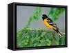 Male Baltimore Oriole-Adam Jones-Framed Stretched Canvas