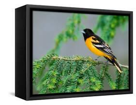 Male Baltimore Oriole-Adam Jones-Framed Stretched Canvas