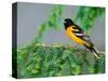 Male Baltimore Oriole-Adam Jones-Stretched Canvas