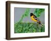 Male Baltimore Oriole-Adam Jones-Framed Photographic Print