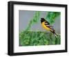 Male Baltimore Oriole-Adam Jones-Framed Photographic Print