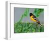 Male Baltimore Oriole-Adam Jones-Framed Photographic Print