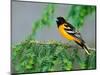 Male Baltimore Oriole-Adam Jones-Mounted Photographic Print