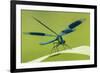 Male Banded Demoiselle (Calopteryx Splendens), Resting On Reed, Lower Tamar Lakes-Ross Hoddinott-Framed Photographic Print