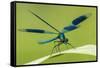 Male Banded Demoiselle (Calopteryx Splendens), Resting On Reed, Lower Tamar Lakes-Ross Hoddinott-Framed Stretched Canvas