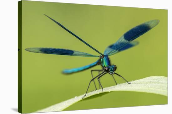 Male Banded Demoiselle (Calopteryx Splendens), Resting On Reed, Lower Tamar Lakes-Ross Hoddinott-Stretched Canvas