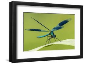 Male Banded Demoiselle (Calopteryx Splendens), Resting On Reed, Lower Tamar Lakes-Ross Hoddinott-Framed Photographic Print