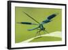 Male Banded Demoiselle (Calopteryx Splendens), Resting On Reed, Lower Tamar Lakes-Ross Hoddinott-Framed Photographic Print
