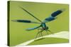 Male Banded Demoiselle (Calopteryx Splendens), Resting On Reed, Lower Tamar Lakes-Ross Hoddinott-Stretched Canvas
