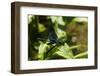 Male Banded Demoiselle Damselfly (Calopteryx Splendens) Preparing to Take Off-Nick Upton-Framed Photographic Print