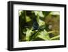 Male Banded Demoiselle Damselfly (Calopteryx Splendens) Preparing to Take Off-Nick Upton-Framed Photographic Print