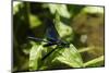 Male Banded Demoiselle Damselfly (Calopteryx Splendens) Preparing to Take Off-Nick Upton-Mounted Photographic Print