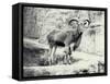 Male Barbary Sheep on the Mappin Terrace, London Zoo, May 1915-Frederick William Bond-Framed Stretched Canvas