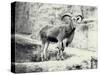 Male Barbary Sheep on the Mappin Terrace, London Zoo, May 1915-Frederick William Bond-Stretched Canvas