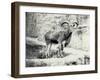 Male Barbary Sheep on the Mappin Terrace, London Zoo, May 1915-Frederick William Bond-Framed Photographic Print