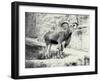 Male Barbary Sheep on the Mappin Terrace, London Zoo, May 1915-Frederick William Bond-Framed Photographic Print
