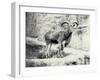 Male Barbary Sheep on the Mappin Terrace, London Zoo, May 1915-Frederick William Bond-Framed Photographic Print