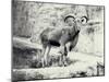 Male Barbary Sheep on the Mappin Terrace, London Zoo, May 1915-Frederick William Bond-Mounted Photographic Print