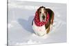 Male Basset Hound(S) in Snow, St. Charles, Illinois, USA-Lynn M^ Stone-Stretched Canvas