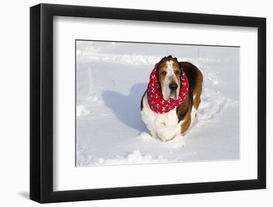 Male Basset Hound(S) in Snow, St. Charles, Illinois, USA-Lynn M^ Stone-Framed Photographic Print